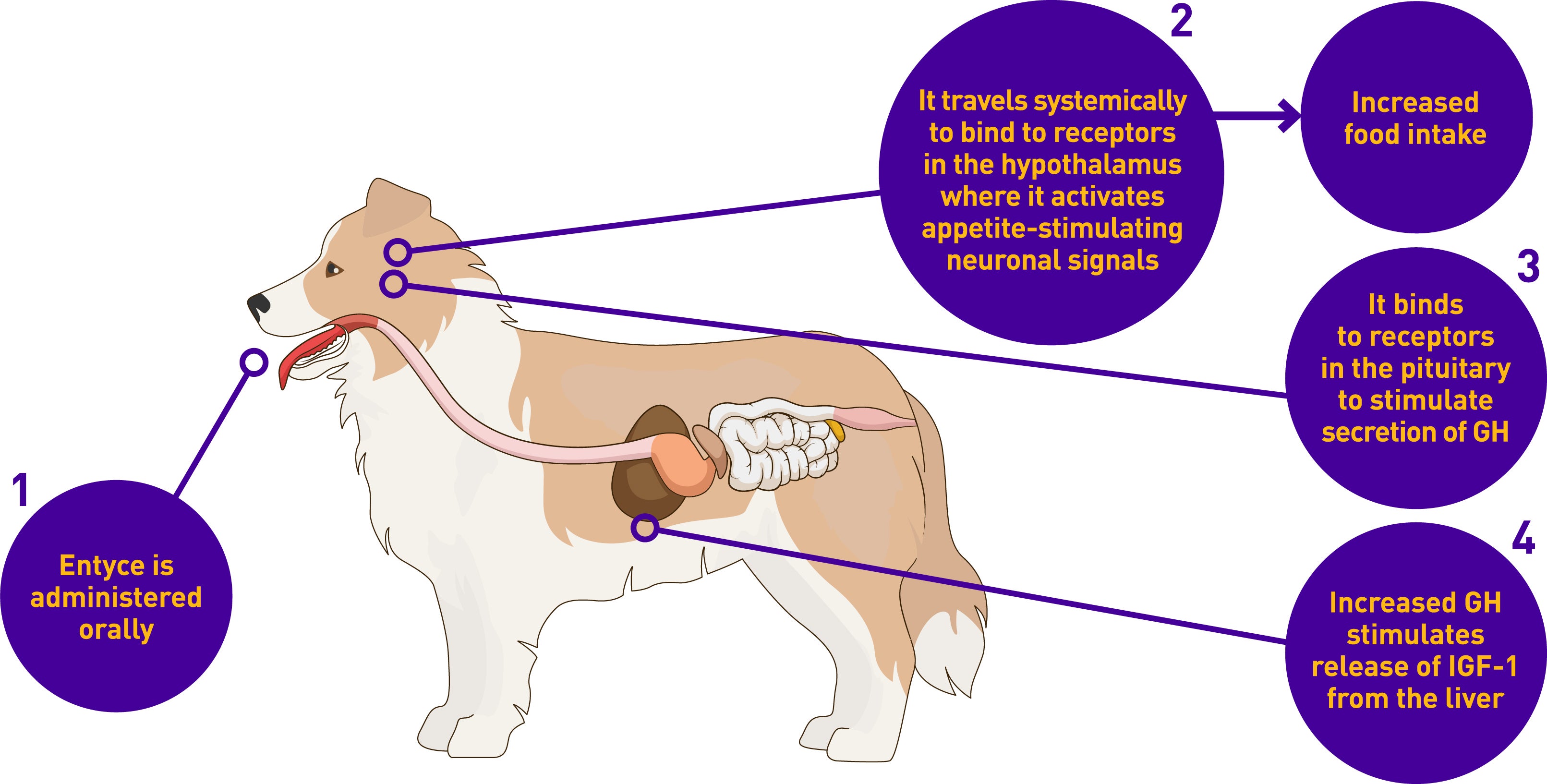 Entyce® (capromorelin oral solution)